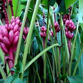 Pink Dwarf Banana Seeds | Musa velutina | Rare Hardy Tropical Fruit Plant | Ornamental Banana Tree for Zones 7b-11