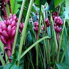 Pink Dwarf Banana Seeds | Musa velutina | Rare Hardy Tropical Fruit Plant | Ornamental Banana Tree for Zones 7b-11