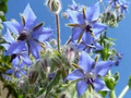 50 Borage Seeds - Edible Blue Flowers & Leaves, Heirloom, Non-GMO, Annual Herb, Borago officinalis
