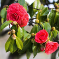 Tom Knudsen Camellia Japonica Starter Plant | Live Well-Rooted Evergreen Shrub in Pot | Pink, White, Yellow Blooms | USDA Zones 7-10