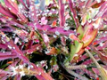 Lepismium cruciforme Super Red Clone Jungle Cactus Cutting with Pink Flowers & Edible Red Fruits, Hanging Succulent Plant