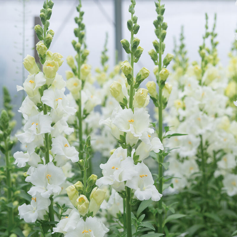 Chantilly White Snapdragon Seeds | Antirrhinum majus | Tall Fragrant White Blooms for Garden & Cut Flowers | 1000+ Seeds