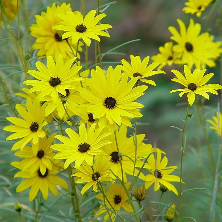 Swamp Sunflower Seeds 200 Helianthus angustifolius Bright Native Wildflower Pollinator Magnet