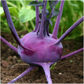 Purple Vienna Kohlrabi Seeds – Heirloom, Non-GMO, Cold Hardy, Crisp & Sweet, Fast-Growing, Vegetable Seeds