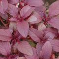Edible Amaranth Seeds 500mg | Red Beauty Amaranthus tricolor Heirloom Microgreens & Vegetable Seeds
