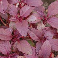 Edible Amaranth Seeds 500mg | Red Beauty Amaranthus tricolor Heirloom Microgreens & Vegetable Seeds