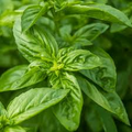 300 Seeds Sweet Basil Herb Seeds – Ocimum basilicum for Cooking, Gardening & Pesto, Full Sun, Bright Green Leaves