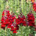 Defiance Snapdragon Seeds 1000+ | Deep Red Blooms | Antirrhinum majus | Pollinator-Friendly Garden & Cut Flowers