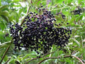 American Elderberry Bush Plants (Sambucus canadensis) - 2-Pack Bare Root Edible Berries, Wildlife-Friendly, Zones 3-9