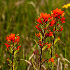 Indian Paintbrush Seeds - Castilleja coccinea, Vibrant Wildflower, Native Perennial, Non-GMO, Pollinator-Friendly, 300 Seeds