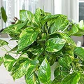 Rare Patricio Pothos Cutting - Highly Variegated Hybrid Golden Epipremnum aureum, Unrooted with 2+ Nodes, Indoor & Outdoor Houseplant