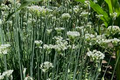 Flowering Chinese Leek Seeds | Allium tuberosum | Edible Greens & Flowers | Non-GMO Heirloom Perennial Herb
