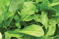 Organic Astro Arugula Seeds – Fast-Growing Salad Green, Mild Flavor, Bolt-Resistant, Eruca vesicaria, 300 Seeds