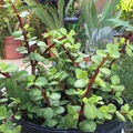 Giant Mammoth Elephant Bush Cuttings - Portulacaria Afra Macrophylla - Rare Large-Leaf Succulent - Drought Tolerant Plant