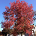 10 Acer Rubrum Northern Seeds for Planting | Fast-Growing Hardy Red Maple Tree for Landscaping & Shade