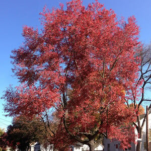 10 Acer Rubrum Northern Seeds for Planting | Fast-Growing Hardy Red Maple Tree for Landscaping & Shade