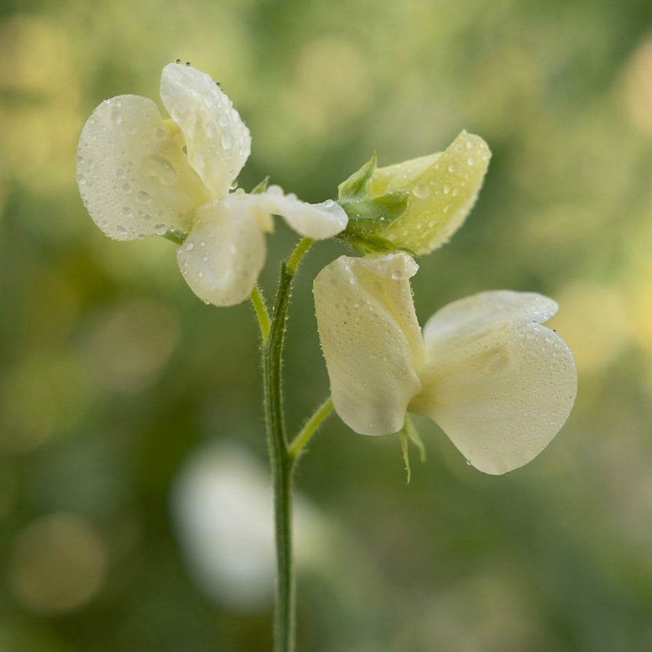 Primrose Sweet Pea Seeds – 50+ Pale Yellow Blooms for Trellises, Cottage Gardens, Cut Flowers – Lathyrus odoratus