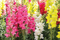 500 Seeds Snapdragon Tetra Mix Antirrhinum majus Semi-Dwarf Multi-Colored Flowers, Butterfly Attracting, Non-GMO Garden Seeds