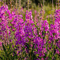 500 Fireweed Seeds | Perennial Wildflower | Pink to Purple Blooms | Chamerion angustifolium Native Pollinator Plant