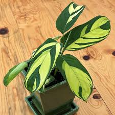 Live Variegated Prayer Plant – Ctenanthe Lubbersiana ‘Never Never’ Indoor Houseplant, 1-2’ Tall, Tropical Foliage, Pet-Friendly