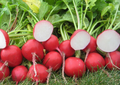200 Seeds Cherry Belle Radish Raphanus sativus - Quick-Growing Crunchy Red Radishes for Salads and Snacks
