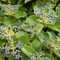 Arrowwood Viburnum Bush | Live Bare Root Plant | White Flowers & Edible Blue-Black Fruits | Viburnum dentatum for Wildlife Habitat