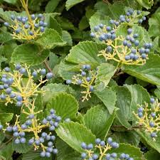 Arrowwood Viburnum Bush | Live Bare Root Plant | White Flowers & Edible Blue-Black Fruits | Viburnum dentatum for Wildlife Habitat