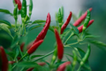 Bird’s Eye Pepper Seeds – Heirloom, Extra Spicy, Non-GMO, High Yield, Compact Chili Plant Seeds