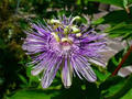 10 Maypop Purple Passion Seeds – Edible Fruit, Cold Hardy Perennial Vine, Passiflora incarnata, Garden Seeds