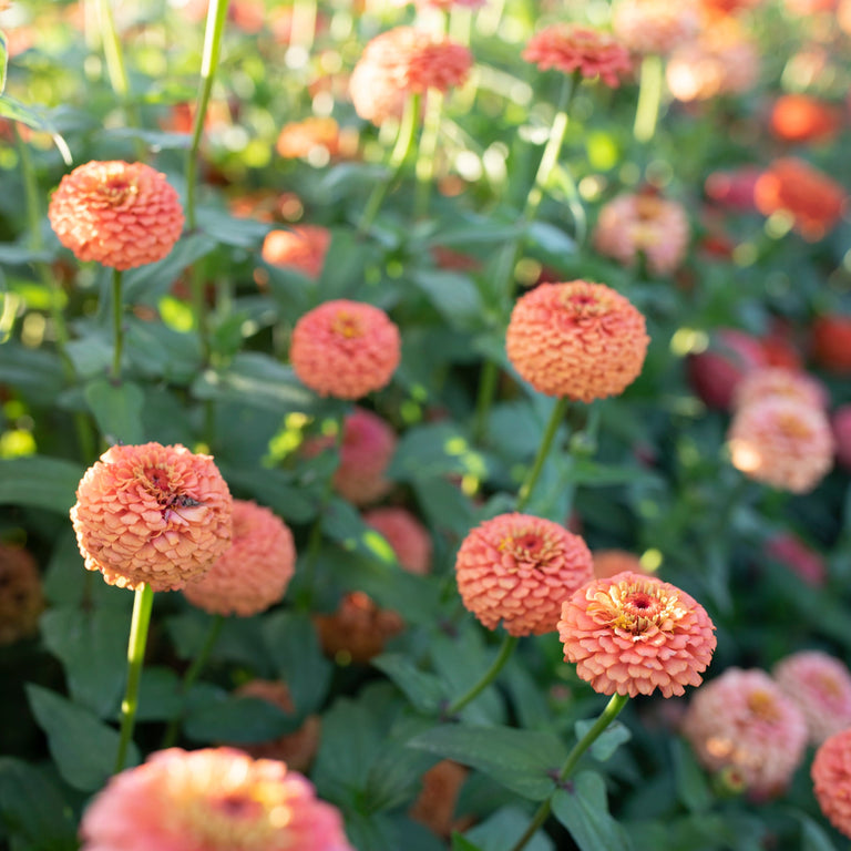 Oklahoma Salmon Zinnia Seeds – 100+ Soft Salmon-Pink Blooms for Cut Flowers, Gardens & Borders – Zinnia elegans, USA