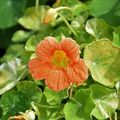 Tropaeolum majus Alaska Apricot Nasturtium Seeds – Variegated Foliage & Peach Flowers for Garden & Containers