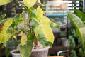Burle Marx Philodendron Live Plant | Rooted Multi-Grow | Tropical Houseplant with Green Glossy Leaves