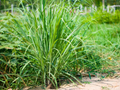 5 Bare Root Lemongrass Plants Cymbopogon citratus Perennial Herb for Culinary & Landscaping
