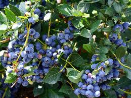 Dwarf Blueberry Starter Plants 4-6 Inch Tall, Top Hat Variety, Edible Blueberry Bush, Vaccinium corymbosum, Bare Root Seedlings