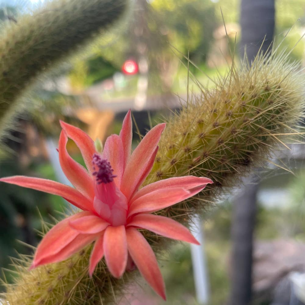 Cleistocactus samaipatanus Cutting - Flowering Hummingbird Cactus, 5-Inch Tip, Easy to Grow, Hardy Outdoor Succulent