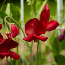 Sweet Pea Seeds 50+ Elegance Deep Red Fragrant Climbing Vines for Trellises, Fences, Arches – Lathyrus odoratus