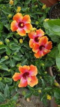 Exotic Hibiscus Bare Root Starter Plant - Hawaiian Sunset Fiesta - Tropical Flower, Butterfly Attractor, Hibiscus rosa-sinensis