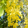 Golden Shower Tree Seeds – Cassia fistula, Weeping Yellow Flowers, Fast Growing, Ornamental Tree, Tropical, Drought Tolerant