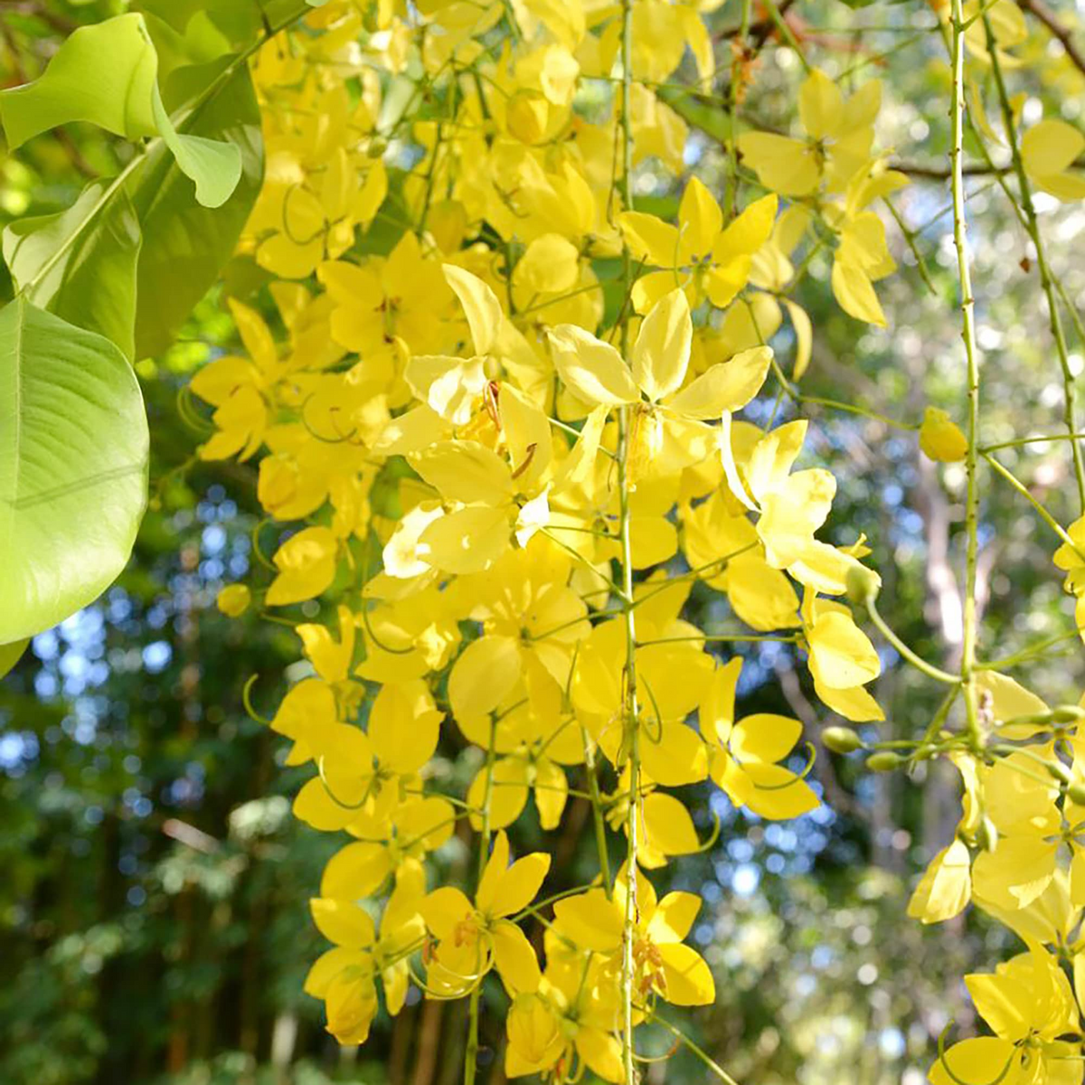 Golden Shower Tree Seeds – Cassia fistula, Weeping Yellow Flowers, Fast Growing, Ornamental Tree, Tropical, Drought Tolerant