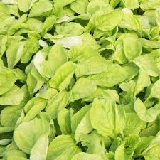 Edible Amaranth Seeds White Light Green 500mg for Planting, Tender Leaves, Fast Growing, Garden & Container, Heirloom Vegetable