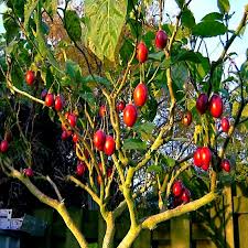 Tamarillo Tree Seeds – Fast-Growing Fruit Tree with Pink Flowers, High Yield, Cyphomandra betacea, Exotic Tropical Fruit