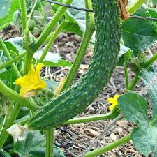 20 Seeds Suyo Long Cucumber - Cucumis sativus, Heirloom, Sweet, Crisp, Burpless, Long, Slender, Climbing Vine
