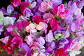 Summer Romance Sweet Pea Seeds – Blush Pink Fragrant Climbing Vines for Trellises & Bouquets, Lathyrus odoratus, 50+ Seeds