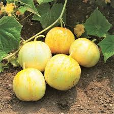 Lemon Cucumber Seeds 50 Pack – Mildly Sweet, Crisp, Bright Yellow, Cucumis sativus, Perfect for Salads & Pickles