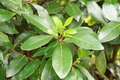 Unrooted Bay Leaf Herb Cuttings - Sweet Laurel Bay Tree (Laurus nobilis) for Culinary & Garden Use, 5-inch