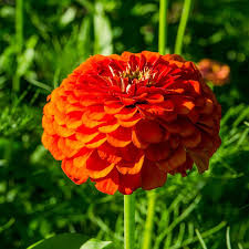 Orange King Zinnia Seeds - Burnt Orange Blooms, Tall Cut Flowers, Pollinator Attracting, Non-GMO, USDA Zones 1-10