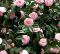 Pink Perfection Camellia Japonica Live Starter Plant, Pale Pink Double Blooms, Evergreen Shade Garden Shrub, Zones 7b-10