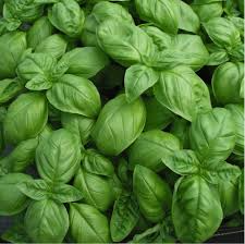 Sweet Basil Seeds Pack | Heirloom, High-Yield, Aromatic Herb for Cooking & Pesto | Ocimum basilicum