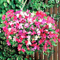 50+ Flaked Mixture Sweet Pea Seeds – Fragrant Striped & Streaked Blooms for Climbing Vines & Garden Trellises – Lathyrus odoratus