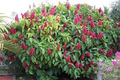 Brazilian Red Cloak Unrooted Cuttings 5-8" Tropical Shrub, Vibrant Red Flowers, Privacy Hedge, Organic, Easy to Root